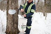 Collecting maple water in a sugar bush at sugar time, Saint-Barthélemy, Lanaudière, Quebec, Canada