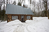 Sugar shack in a maple grove at sugar time, Saint-Barthélemy, Lanaudière, Quebec,
