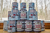 Ready-to-store syrup cans in a sugar shack at sugar time, Saint-Barthélemy, Lanaudière, Quebec, Canada