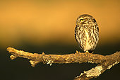 Little Owl (Athene noctua) on a branch, Province of Toledo, Spain