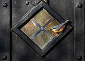 Nuthatch (Sitta europaea) perched near a broken window, England