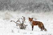 Red fox (Vulpes vulpes) Fox standing in snow storm, England