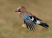 Jay (Garrulus glandarius) jumping in the air, England