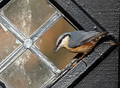 Nuthatch (Sitta europaea) perched near a broken window, England