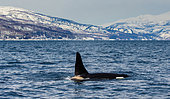 Killer whale (Orcinus orca) along the coast of the island of Hokkaido in the Kunashir Strait. Huge fin sticks out of the water. Japan. The water area of Hokkaido. Kunashir Strait.
