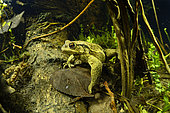 Male Common Toad (Bufo bufo) in a pond looking for a female during the breeding period, city of Couffy, Loir et Cher, France