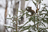 American red squirrel (Tamiasciurus hudsonicus) feeding in a snow-covered conifer, Lac St Jean, Saguenay, Quebec Province, Canada