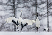 Japanese cranes (Grus japonensis) are dancing on the snowstorm. Japan. Hokkaido. Tsurui.