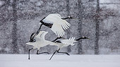 Group of Japanese cranes (Grus japonensis) are taking off in snow snowstorm. Japan. Hokkaido. Tsurui.