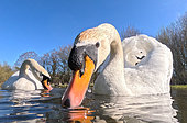 Mute swan (Cugnus olor) swiming, England