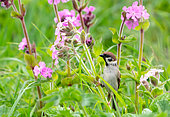 Tree sparrow (Passer montanus) perched amongst flowers, England