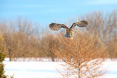 Great Gray Owl (Strix nebulosa) in flight, diving on a prey in the snow, Cap Tourmente, Quebec, Canada