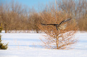 Great Gray Owl (Strix nebulosa) in flight, diving on a prey in the snow, Cap Tourmente, Quebec, Canada