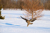 Great Gray Owl (Strix nebulosa) in flight, diving on a prey in the snow, Cap Tourmente, Quebec, Canada