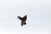 Great Gray Owl (Strix nebulosa) in flight, diving on a prey in the snow, Cap Tourmente, Quebec, Canada