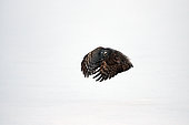 Great Gray Owl (Strix nebulosa) flying over snow, Cap Tourmente, Quebec, Canada