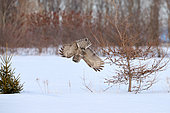 Great Gray Owl (Strix nebulosa) in flight, diving on a prey in the snow, Cap Tourmente, Quebec, Canada