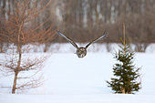 Great Gray Owl (Strix nebulosa) hunting in flight, Cap Tourmente, Quebec, Canada