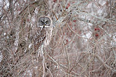 Great Grey Owl (Strix nebulosa) on a branch, Cap Tourmente, Quebec, Canada