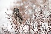 Great Grey Owl (Strix nebulosa) on a branch under a snow shower, Cap Tourmente, Quebec, Canada