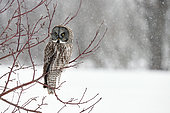 Great Grey Owl (Strix nebulosa) on a branch under a snow shower, Cap Tourmente, Quebec, Canada