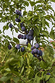 Alsace plum tree, France, Bas Rhin, summer