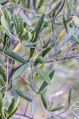 Olive tree in fruit, France, Var, summer