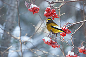 Evening Grosbeak (Coccothraustes vespertinus) male on American mountain ash (Sorbus americana), Saguenay lac St Jean region, Province of Quebec, Canada