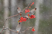 Bohemian waxwing (Bombycilla garrulus) eating American mountain ash (Sorbus americana) berries, Region Saguenay lac St Jean, Provinz Quebec, Kanada