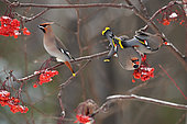 Bohemian waxwing (Bombycilla garrulus) eating American mountain ash (Sorbus americana) berries, Region Saguenay lac St Jean, Provinz Quebec, Kanada