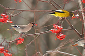 Bohemian waxwing (Bombycilla garrulus) and Evening Grosbeak (Coccothraustes vespertinus) eating American mountain ash (Sorbus americana) berries, Region Saguenay lac St Jean, Provinz Quebec, Kanada