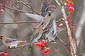 Bohemian waxwing (Bombycilla garrulus) eating American mountain ash (Sorbus americana) berries, Region Saguenay lac St Jean, Provinz Quebec, Kanada