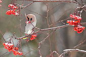 Bohemian waxwing (Bombycilla garrulus) eating American mountain ash (Sorbus americana) berries, Region Saguenay lac St Jean, Provinz Quebec, Kanada