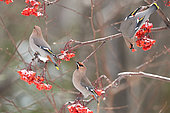 Bohemian waxwing (Bombycilla garrulus) eating American mountain ash (Sorbus americana) berries, Region Saguenay lac St Jean, Provinz Quebec, Kanada