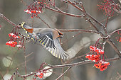 Bohemian waxwing (Bombycilla garrulus) eating American mountain ash (Sorbus americana) berries, Region Saguenay lac St Jean, Provinz Quebec, Kanada