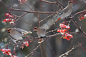 Bohemian waxwing (Bombycilla garrulus) eating American mountain ash (Sorbus americana) berries, Region Saguenay lac St Jean, Provinz Quebec, Kanada