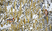 Hawfinch (Coccothraustes coccothraustes) in a snow-covered hazel tree, Vosges du Nord Regional Nature Park, France