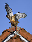 Kestrel (Falco tinnunculus) mating on a roof top, Vosges du Nord Regional Nature Park, France