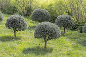 Olive trees (Olea europaea) trained into ball shape, Gard, France