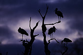 Dormitory of White Storks (Ciconia ciconia) in winter in the Cotentin and Bessin Regional Park, Normandy, France