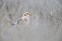 Snow Bunting (Plectrophenax nivalis) overwintering on a beach in search of food, Normandy, France