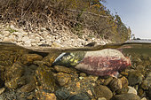 Split image of Sockeye salmon (Oncorhynchus nerka) in their spawning river. Salmon die after spawning, but the nutrient boost provided by the decaying bodies, powers the food chain that ultimately feeds the young salmon. Adams River, British Columbia, Canada