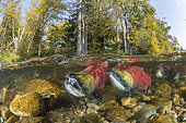 Split level of a Sockeye salmon males (Oncorhynchus nerka) in shallow water migrates back to the river of their birth to spawn. Adams river, British Columbia, Canada