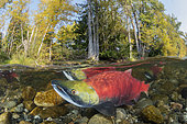 Split level photo of two Sockeye salmon/ Red salmon (Oncorhynchus nerka) swimming upstream as they migrate back to the river of their birth to spawn. Adams river, British Columbia, Canada