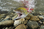 Sockeye salmon female (Oncorhynchus nerka) try to escape the bite from the males in shallow water migrates back to the river of their birth to spawn. Adams river, British Columbia, Canada