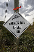 Signboards indicating salmon run on the Tsútswecw Provincial Park. Adams River, British Columbia, Canada