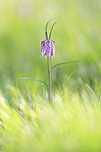 Common Fritillary (Fritillaria meleagris) flowering in a wet meadow by a stream, Normandy, France