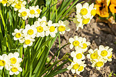 Miniature Cream Daffodil, Narcissus tazetta 'Minnow', flowers