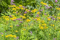 Elecampane, Inula magnifica and Purpletop vervain, Verbena bonariensis, flowers