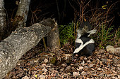 Striped skunk (Mephitis mephitis) in the forest drinking from a tree trunk cut by a beaver, Saguenay lac St Jean region, Province of Quebec, Canada